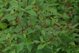 Gillenia trifoliata  bestellen